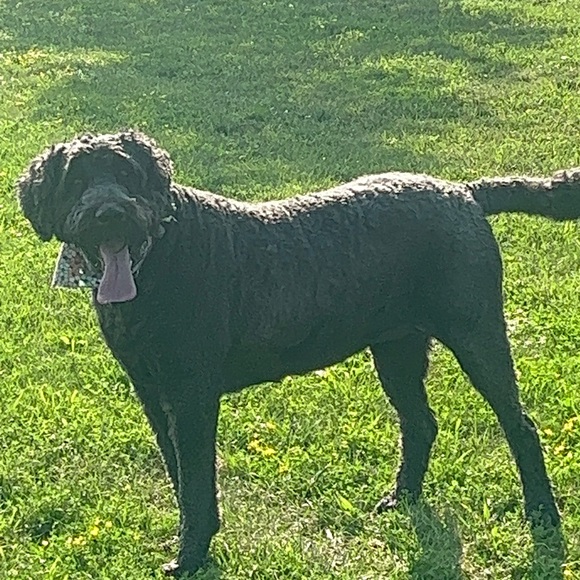 Just a mom of 2 craZy boyZ and 1 Golden Doodle. - Picture 2 of 2